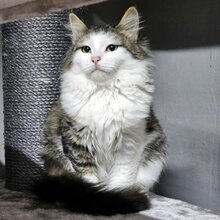 PRINCESS, Katze, Langhaarkatze-Mix in Bulgarien - Bild 2