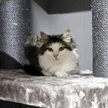 PRINCESS, Katze, Langhaarkatze-Mix in Bulgarien - Bild 6