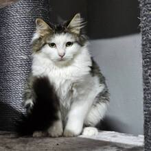 PRINCESS, Katze, Langhaarkatze-Mix in Bulgarien - Bild 7