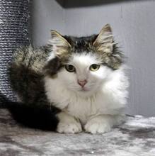 PRINCESS, Katze, Langhaarkatze-Mix in Bulgarien - Bild 8