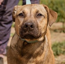 ELLY, Hund, Mischlingshund in Ungarn - Bild 1