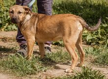 ELLY, Hund, Mischlingshund in Ungarn - Bild 4