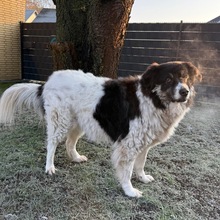 MICHI, Hund, Mischlingshund in Nettetal - Bild 1