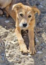 ERICH, Hund, Mischlingshund in Braunsbedra - Bild 7