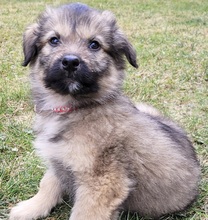 CORNEY, Hund, Mischlingshund in Rumänien - Bild 1