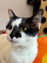 LUCY, Katze, Europäisch Kurzhaar in Rösrath - Bild 2