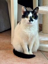 LUCY, Katze, Europäisch Kurzhaar in Rösrath - Bild 3