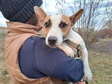 BEKI, Hund, Jack Russell Terrier-Glatthaar Foxterrier-Mix in Ungarn - Bild 1