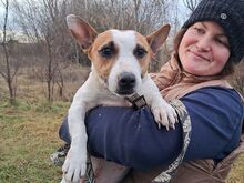 BEKI, Hund, Jack Russell Terrier-Glatthaar Foxterrier-Mix in Ungarn - Bild 10