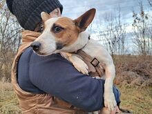 BEKI, Hund, Jack Russell Terrier-Glatthaar Foxterrier-Mix in Ungarn - Bild 11