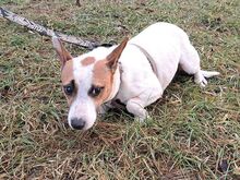 BEKI, Hund, Jack Russell Terrier-Glatthaar Foxterrier-Mix in Ungarn - Bild 12