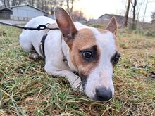 BEKI, Hund, Jack Russell Terrier-Glatthaar Foxterrier-Mix in Ungarn - Bild 13