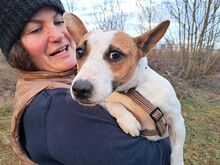 BEKI, Hund, Jack Russell Terrier-Glatthaar Foxterrier-Mix in Ungarn - Bild 14