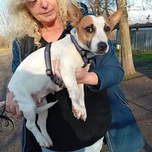 BEKI, Hund, Jack Russell Terrier-Glatthaar Foxterrier-Mix in Ungarn - Bild 15