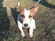 BEKI, Hund, Jack Russell Terrier-Glatthaar Foxterrier-Mix in Ungarn - Bild 16