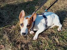 BEKI, Hund, Jack Russell Terrier-Glatthaar Foxterrier-Mix in Ungarn - Bild 17