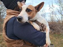 BEKI, Hund, Jack Russell Terrier-Glatthaar Foxterrier-Mix in Ungarn - Bild 2