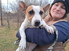 BEKI, Hund, Jack Russell Terrier-Glatthaar Foxterrier-Mix in Ungarn - Bild 4