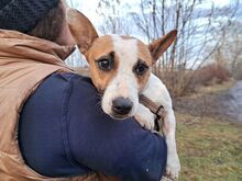 BEKI, Hund, Jack Russell Terrier-Glatthaar Foxterrier-Mix in Ungarn - Bild 5