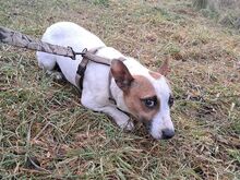 BEKI, Hund, Jack Russell Terrier-Glatthaar Foxterrier-Mix in Ungarn - Bild 6