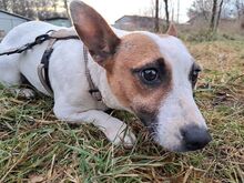 BEKI, Hund, Jack Russell Terrier-Glatthaar Foxterrier-Mix in Ungarn - Bild 7