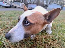 BEKI, Hund, Jack Russell Terrier-Glatthaar Foxterrier-Mix in Ungarn - Bild 8