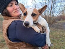 BEKI, Hund, Jack Russell Terrier-Glatthaar Foxterrier-Mix in Ungarn - Bild 9