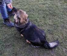 TALLY, Hund, Mischlingshund in Slowakische Republik - Bild 2