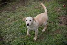 CHIPNR238451, Hund, Mischlingshund in Kroatien - Bild 1