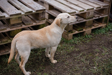 CHIPNR238451, Hund, Mischlingshund in Kroatien - Bild 2