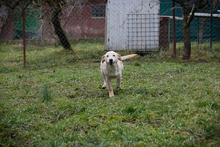 CHIPNR238451, Hund, Mischlingshund in Kroatien - Bild 3