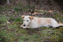 CHIPNR238451, Hund, Mischlingshund in Kroatien - Bild 4