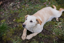 CHIPNR238451, Hund, Mischlingshund in Kroatien - Bild 5