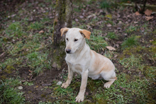 CHIPNR238451, Hund, Mischlingshund in Kroatien - Bild 6