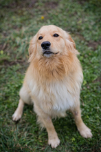 TITUS, Hund, Mischlingshund in Kroatien - Bild 1