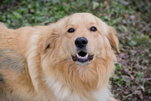 TITUS, Hund, Mischlingshund in Kroatien - Bild 2