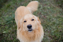 TITUS, Hund, Mischlingshund in Kroatien - Bild 3