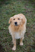 TITUS, Hund, Mischlingshund in Kroatien - Bild 4