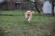 TITUS, Hund, Mischlingshund in Kroatien - Bild 6