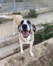 MIKA, Hund, Mastin Español in Dorsten - Bild 1