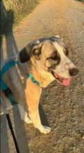 MIKA, Hund, Mastin Español in Dorsten - Bild 10