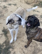 MIKA, Hund, Mastin Español in Dorsten - Bild 2