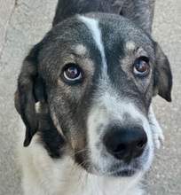 BRUNO, Hund, Mastin Español in Spanien - Bild 1