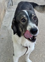 BRUNO, Hund, Mastin Español in Spanien - Bild 2