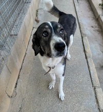 BRUNO, Hund, Mastin Español in Spanien - Bild 3