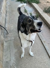 BRUNO, Hund, Mastin Español in Spanien - Bild 4