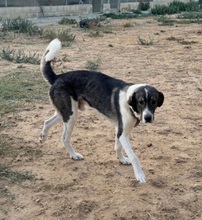 BRUNO, Hund, Mastin Español in Spanien - Bild 6