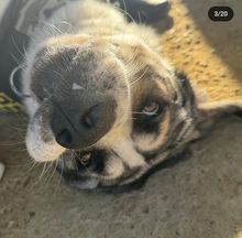 GOSSO, Hund, Mastin Español in Spanien - Bild 3