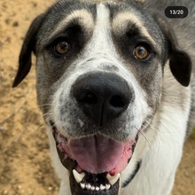 GOSSO, Hund, Mastin Español in Spanien - Bild 6