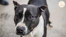 MAMI, Hund, American Staffordshire Terrier in Spanien - Bild 1